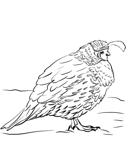 Gambel'S Quail Coloring Page